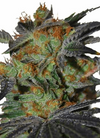 Agent Orange | Feminized | Cannabis Seeds | Hybrid