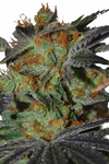 Agent Orange | Feminized | Cannabis Seeds | Hybrid