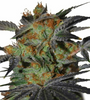 Agent Orange | Feminized | Cannabis Seeds | Hybrid