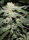 Alien Cookies | Feminized | Cannabis Seeds