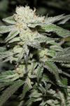 Alien Cookies | Feminized | Cannabis Seeds