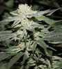 Alien Cookies | Feminized | Cannabis Seeds