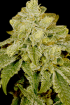 Alien OG  | Feminized | Cannabis Seeds | Indica Strain