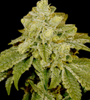 Alien OG  | Feminized | Cannabis Seeds | Indica Strain