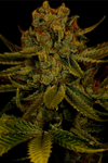 Amnesia Haze | Autoflower | Cannabis Seeds