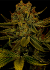 Amnesia | Autoflower | Cannabis Seeds