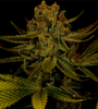 Amnesia | Autoflower | Cannabis Seeds