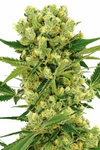 Autoflower 15 Seeds Mix Pack  | Cannabis Seeds