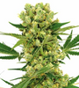 Outdoor | 15 Cannabis Seeds Mix Pack