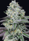 Animal Face | Sativa-Dominant Hybrid  | Cannabis Seeds