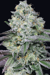 Animal Face | Sativa-Dominant Hybrid  | Cannabis Seeds