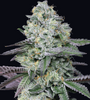 Animal Face | Sativa-Dominant Hybrid  | Cannabis Seeds