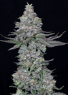 Animal Mintz | Hybrid | Cannabis Seeds