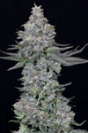 Animal Mintz | Hybrid | Cannabis Seeds