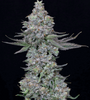 Animal Mintz | Hybrid | Cannabis Seeds