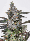 Apples and Bananas | Feminized | Cannabis Seeds