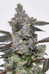 Apples and Bananas | Feminized | Cannabis Seeds