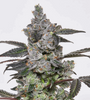 Apples and Bananas | Feminized | Cannabis Seeds