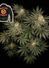 OG Triple Threat Pack | Feminized Cannabis Seeds | Elite Genetics