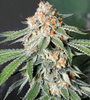 Autoflower Snack 15 Seeds Mix Pack | Cannabis Seeds