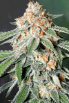 Banana Kush | Autoflower | Cannabis Seeds