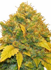 Kush | 15 Cannabis Seeds Mix Pack