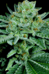 Banana OG | Feminized | Cannabis Seeds