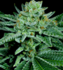 Banana OG | Feminized | Cannabis Seeds