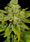 Banana Punch | Feminized | Cannabis Seeds