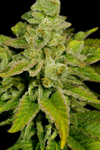 Banana Punch | Feminized | Cannabis Seeds