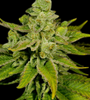 Banana Punch | Feminized | Cannabis Seeds