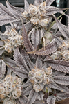 Banana Runtz | Feminized | Cannabis Seeds