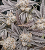 Banana Runtz | Feminized | Cannabis Seeds