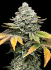 Banana Runtz Feminized Cannabis Seeds | Sweet Exotic Hybrid