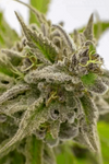 Berry White  | Feminized  | Cannabis Seeds