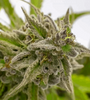 Berry White  | Feminized  | Cannabis Seeds