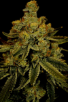 Big Bud  | Feminized  | Cannabis Seeds