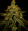 Big Bud  | Feminized  | Cannabis Seeds