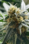 Biscotti | Feminized  | Cannabis Seeds