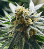 Biscotti | Feminized  | Cannabis Seeds