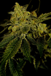 Black Domina | Feminized  | Cannabis Seeds