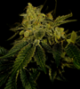 Black Domina | Feminized  | Cannabis Seeds