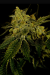 Black Domina | Autoflower | Cannabis Seeds