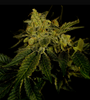 Black Domina | Autoflower | Cannabis Seeds