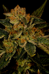 Black Jack | Feminized  | Cannabis Seeds