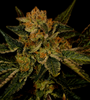 Black Jack | Feminized  | Cannabis Seeds