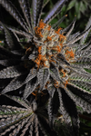 Black Mamba  | Feminized  | Cannabis Seeds