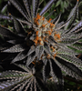 Black Mamba  | Feminized  | Cannabis Seeds