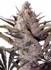 Widow | 15 Cannabis Seeds Mix Pack