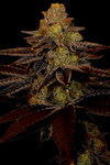 Blue Cheese  | Feminized  | Cannabis Seeds